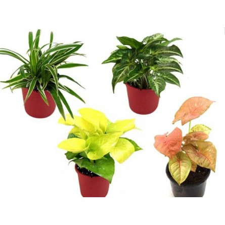 Pack of 4 Law Maintenance Indoor Plant for Office Desk